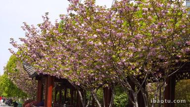 春季樱花盛开实拍4K高清素材